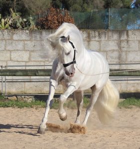 Andalusian & P.R.E. horses