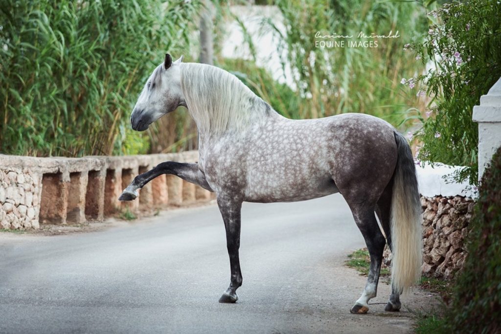 andalusian-p-r-e-spanish-horse-boutique