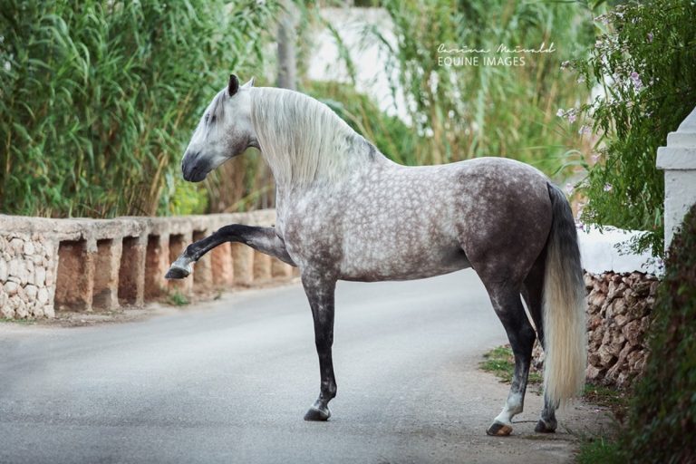 Andalusian & P.R.E. Spanish Horse Boutique